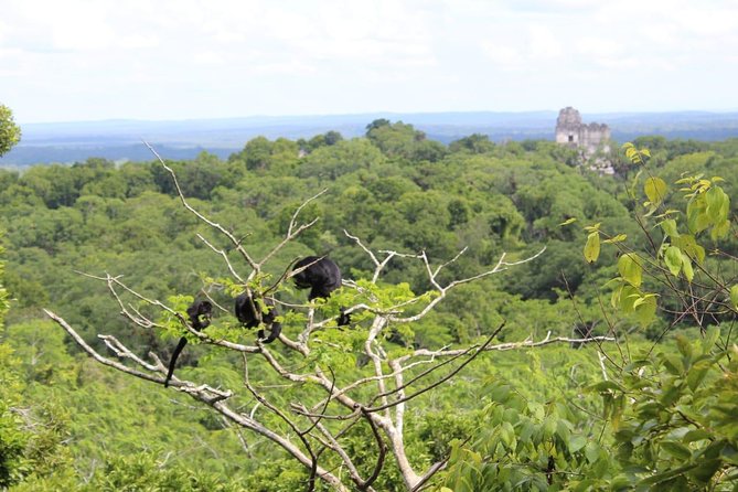 Tikal Exclusive Tour From Flores All-Inclusive - Good To Know