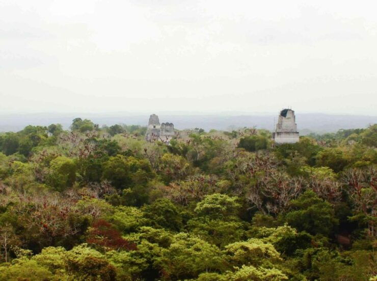 Tikal Experience: Exclusive Tour - Booking Details for Tikal Tour