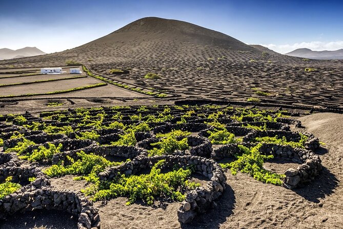Timanfaya and Cueva De Los Verdes - Guided Tour: Insights From Local Experts