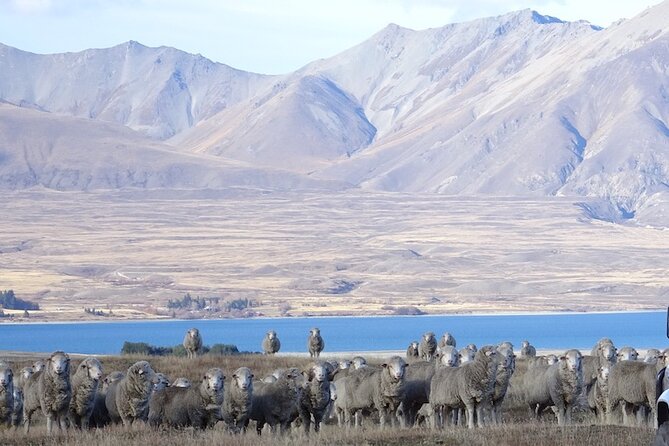 Timaru to Lake Tekapo Scenic Day Tour - Must-Visit Attractions in Lake Tekapo