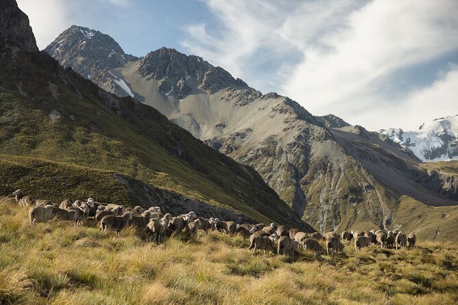 Timaru to Lake Tekapo Scenic Day Tour - Common Questions