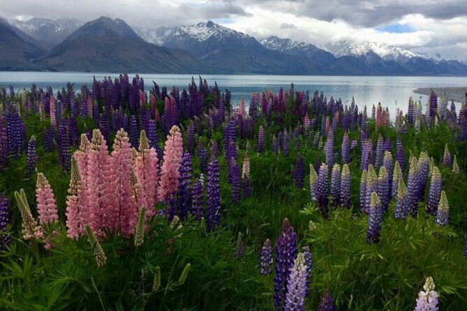 Timaru to Lake Tekapo Scenic Day Tour - The Sum Up