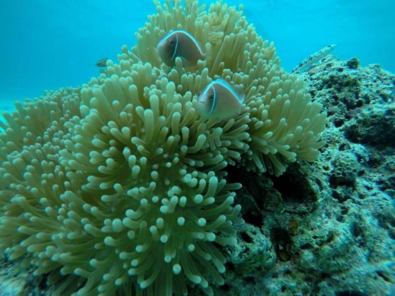 Timba-Timba, Mataking and Pom Pom Island Discover Scuba Diving in Semporna - A beginner’s route to Semporna’s underwater world