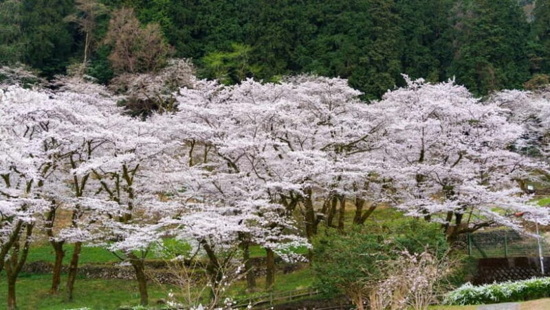 Timeless Takayama: Private Walk Through History & Beauty - Who Will Love This Tour?