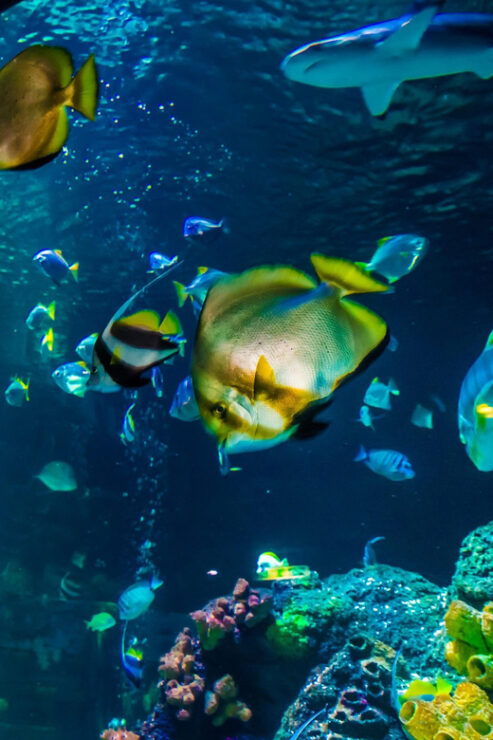 Timmendorfer Strand: SEA LIFE Behind the Scenes Tour - Key Points
