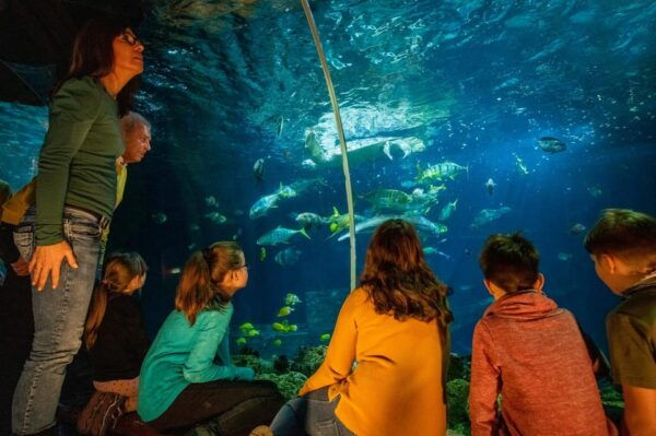 Timmendorfer Strand: SEA LIFE Behind the Scenes Tour - Visitor Ratings and Reviews