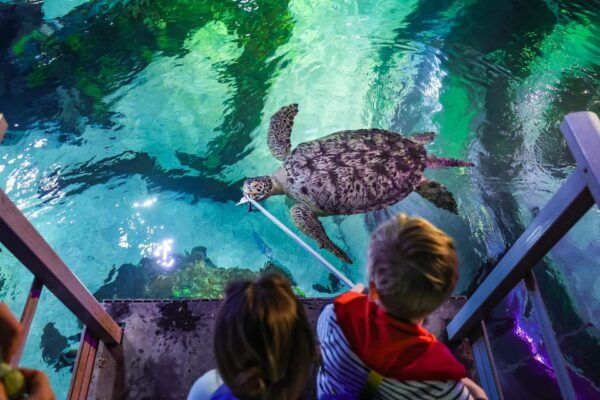 Timmendorfer Strand: SEA LIFE Behind the Scenes Tour - Frequently Asked Questions