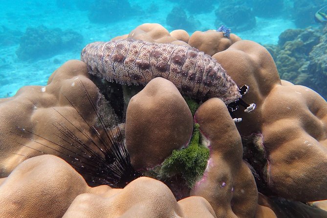 Tin Adventure Sea Tour to Koh Rok and Koh Haa From Koh Lanta - Family-Friendly Experience