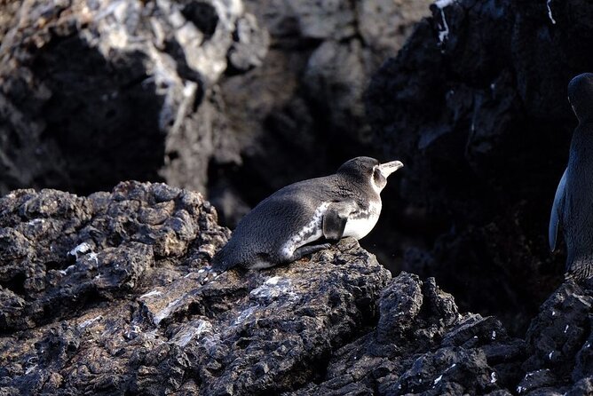 Tintoreras Tour: Dive Into Galapagos Wonders - Visitor Reviews
