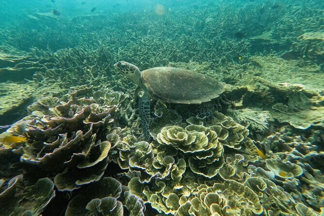 Tioman Coral Island Snorkeling & Island Hopping Tour - Good To Know