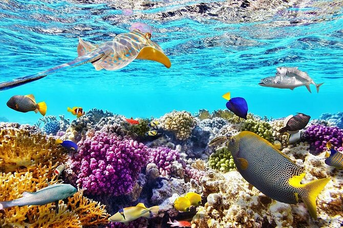 Tiran Island Snorkeling Excursion - Overview and Inclusions