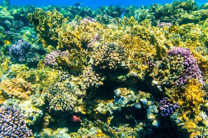Tiran Island Snorkeling Excursion - Spectacular Reef in the Red Sea