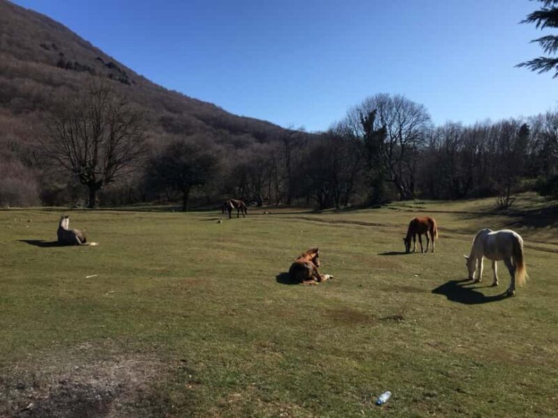 Tirana: Dajti National Park and Tujani Peak Hiking Tour - The Sum Up