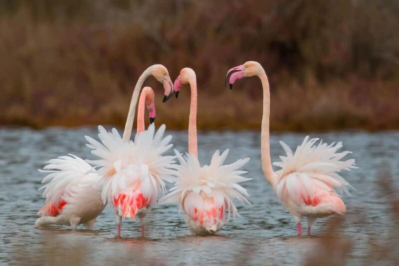 Tirana / Durrës: Berat UNESCO City & Karavasta National Park - FAQ