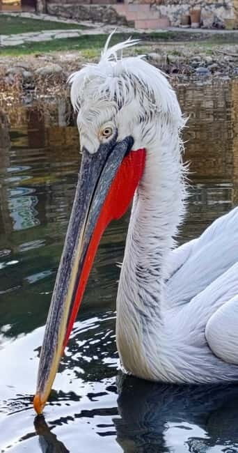 Tirana / Durrës: Berat UNESCO City & Karavasta National Park - Final Summary