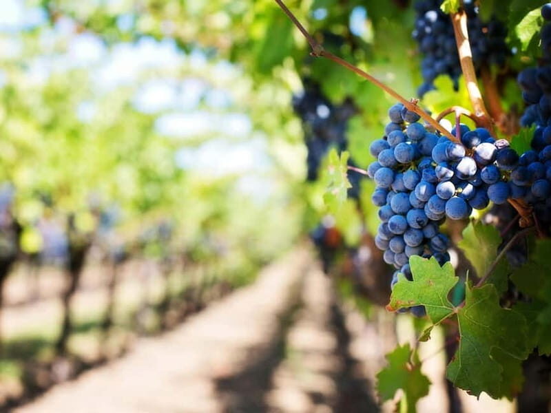 Tirana: Petrela Castle, ATV, Zipline, and Wine Tasting Tour - FAQ