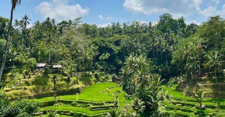Tirta Empul Timple,Waterfall and Explore Rice Terrace - Good To Know