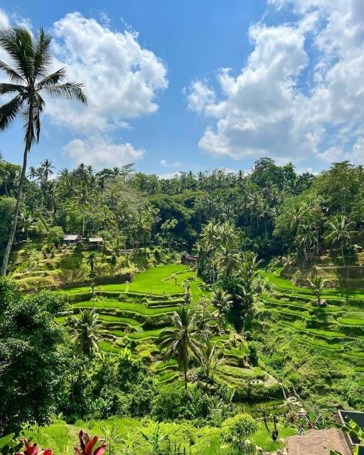 Tirta Empul Timple,Waterfall and Explore Rice Terrace - Cultural Insights at Tegalalang Rice Terrace
