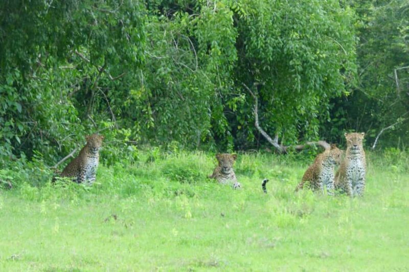 Tissa: Yala National Park Private Jeep Safari with Meals - Is it Worth the Price?  