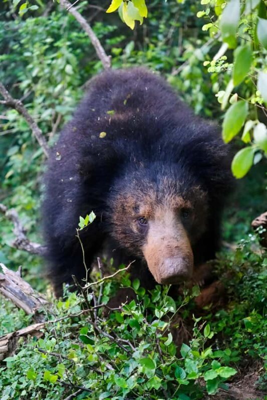 Tissa: Yala National Park Private Jeep Safari with Meals - Who Should Book This Tour?  