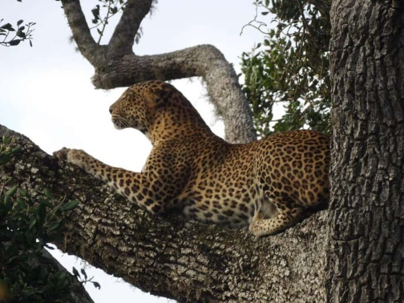 Tissa: Yala National Park Private Jeep Safari with Meals - FAQ