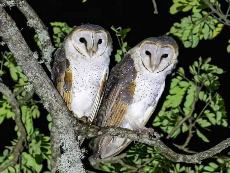 Tissamaharama: Birds Watching Tour - FAQ