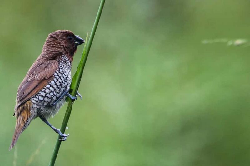 Tissamaharama: Birds Watching Tour - An overview of the experience