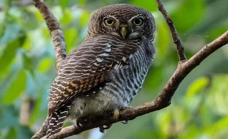 Tissamaharama: Birds Watching Tour - Who will love this tour?