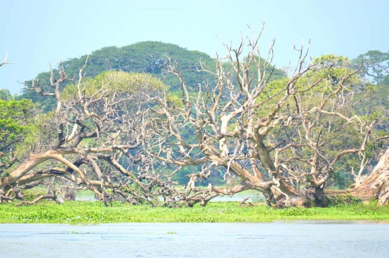Tissamaharama - Evening Bird and Bat Watching Tuk-Tuk Tour - The Experience: What to Expect on the Tour
