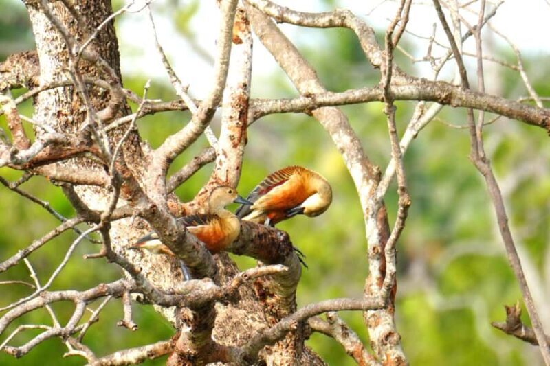 Tissamaharama - Evening Bird and Bat Watching Tuk-Tuk Tour - Why This Tour Offers Good Value