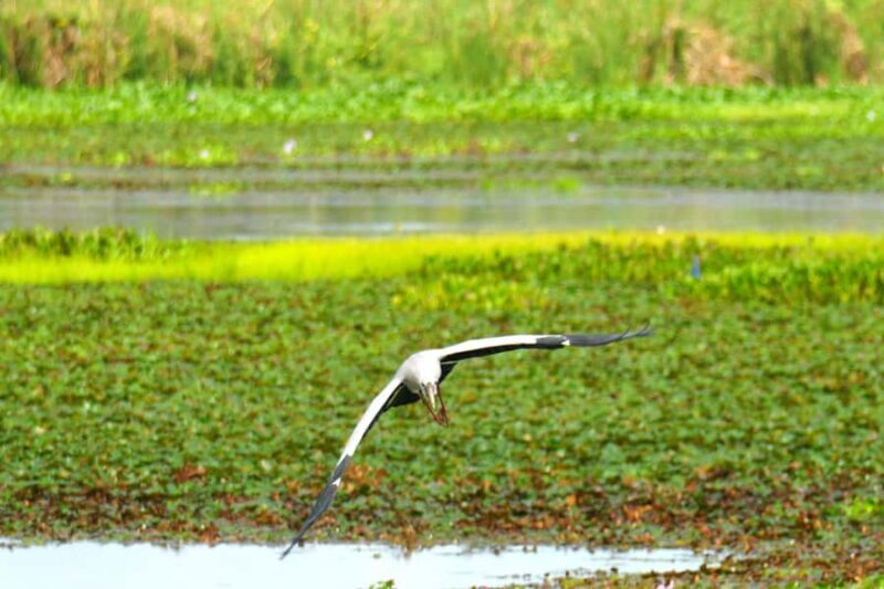 Tissamaharama - Evening Bird and Bat Watching Tuk-Tuk Tour - The Sum Up: Who Will Love This Tour?