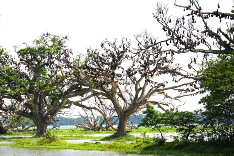 Tissamaharama - Evening Bird and Bat Watching Tuk-Tuk Tour - The Sum Up