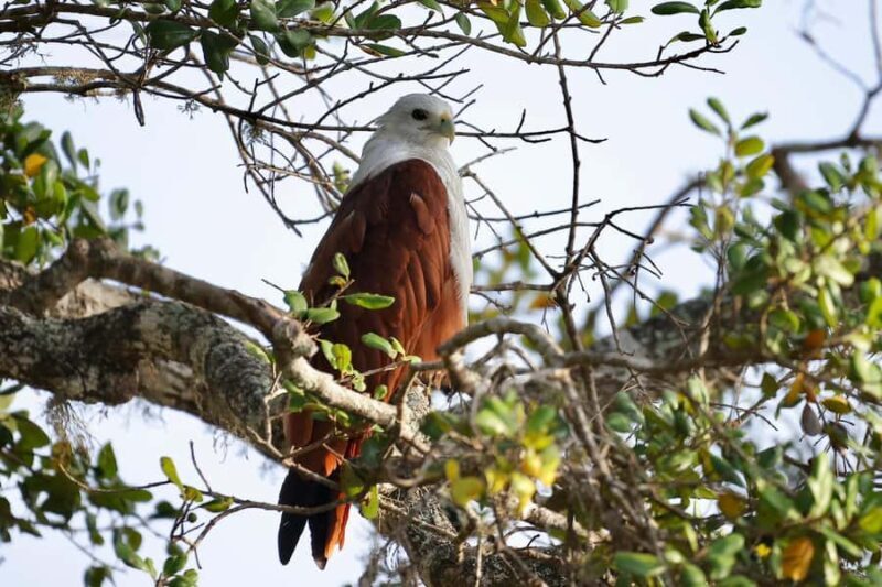 Tissamaharama: Explore birds, Fruit bats & breakfast/Dinner - An In-Depth Look at the Tissamaharama Sunrise Birdwatching Tour