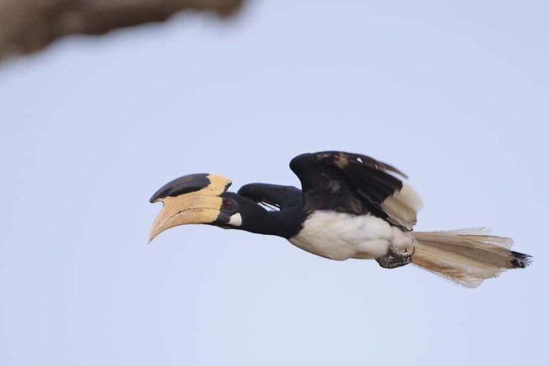 Tissamaharama: Free Dinner with Sunset Birdwatching - The Authenticity and Value of the Experience