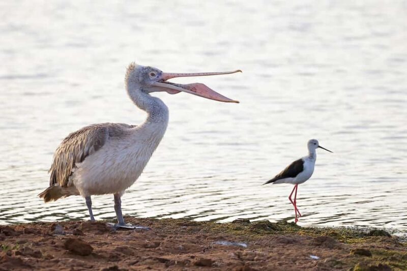 Tissamaharama: Free Dinner with Sunset Birdwatching - Final Thoughts: Who Should Sign Up?