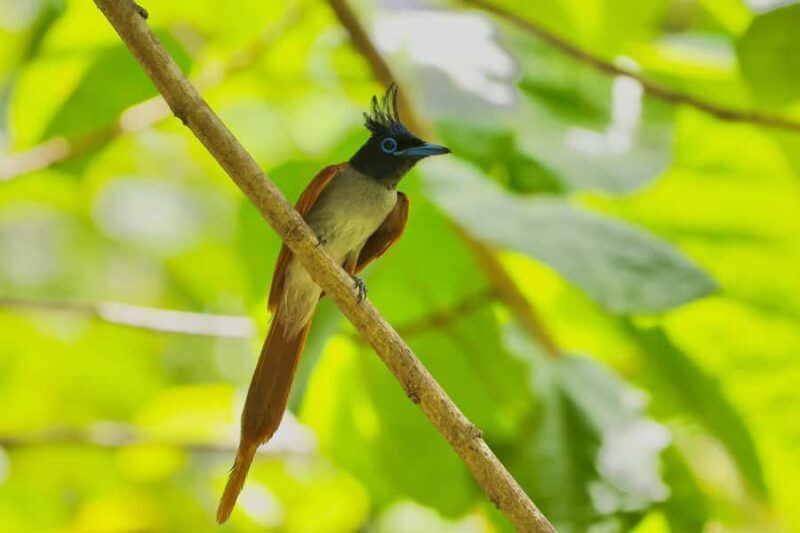 Tissamaharama: Free Dinner with Sunset Birdwatching - FAQ