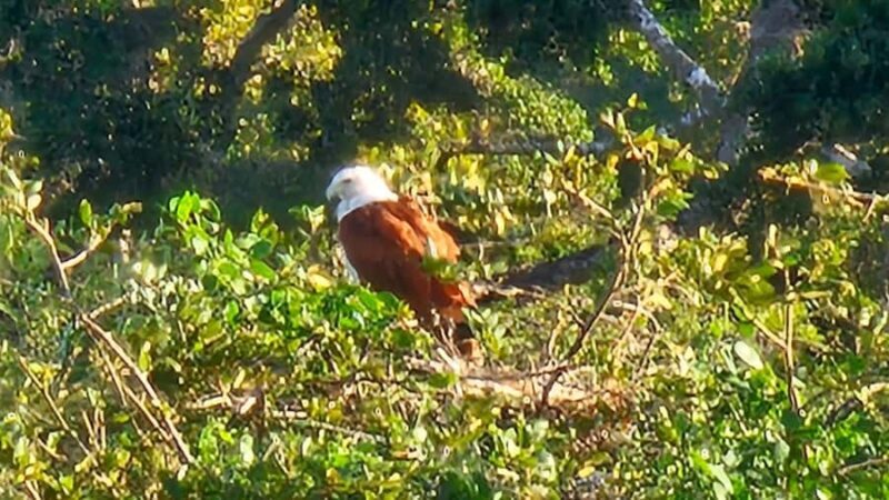 Tissamaharama: Free Dinner with Sunset Birdwatching - Practical Details and What to Expect