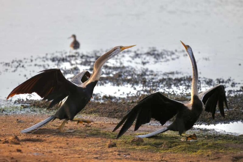 Tissamaharama: Free Dinner with Sunset Birdwatching - The Sum Up