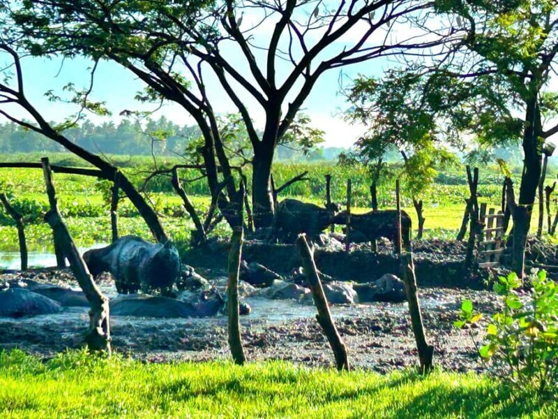 Tissamaharama Fresh Curd-Making Experience - Why This Tour Works Well for Travelers