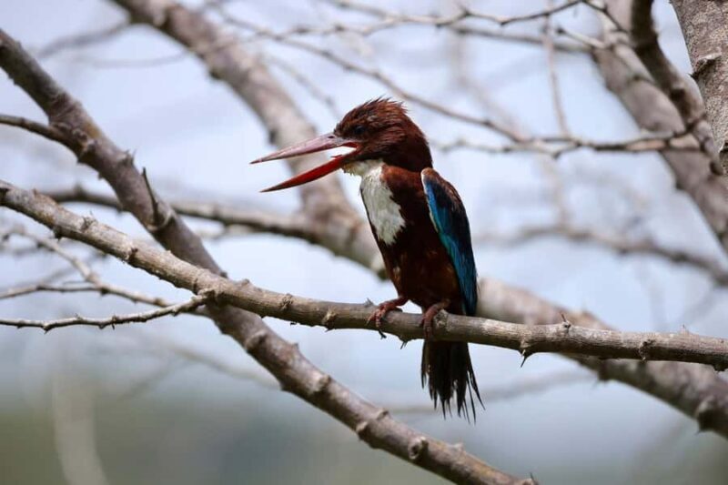 Tissamaharama: Sunrise Birdwatching Tour with Breakfast - What to Expect from the Experience
