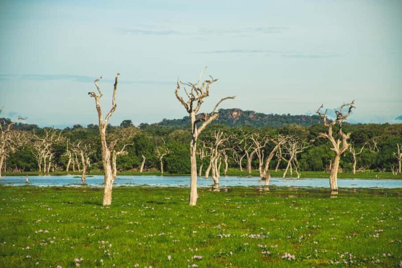 Tissamaharama: Sunset Boat Ride and Lake BBQ with Beer - The Experience Outline: What to Expect