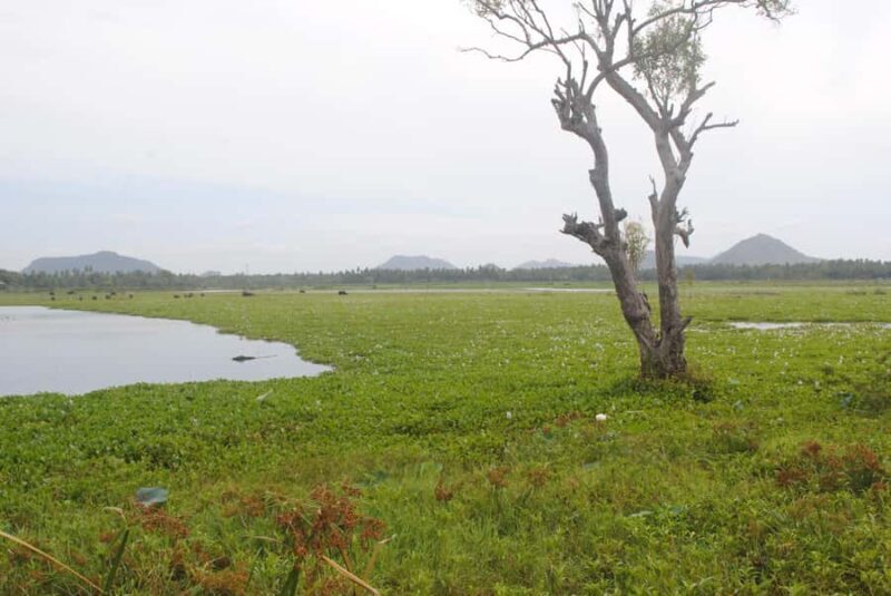 Tissamaharama: Sunset Boat Tour and Lake BBQ - Good To Know