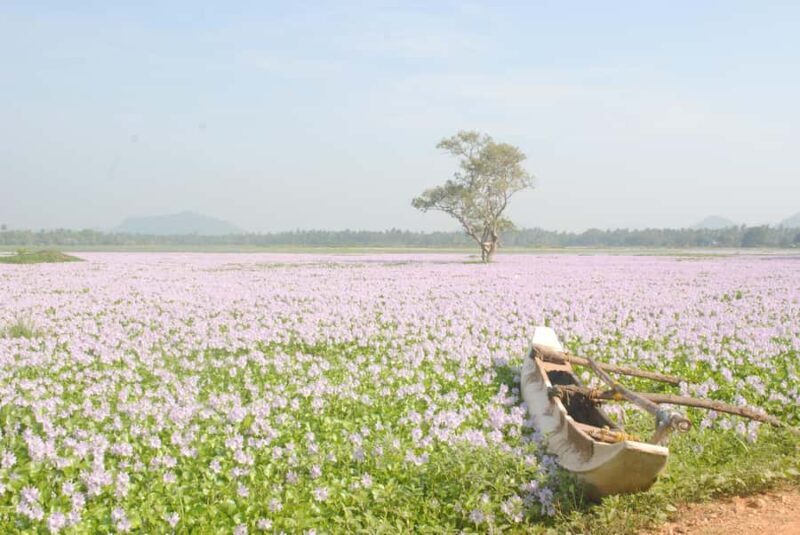 Tissamaharama: Sunset Boat Tour and Lake BBQ - What Makes This Tour Stand Out?