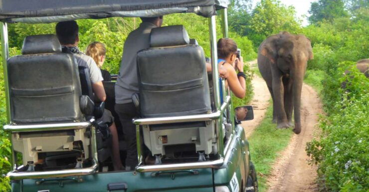 Tissamaharama: Yala National Park Buffer Zone Night Drive - Ticket Details