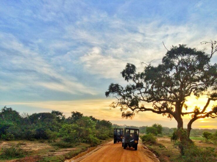 Tissamaharama: Yala National Park Buffer Zone Night Drive - Experience Highlights
