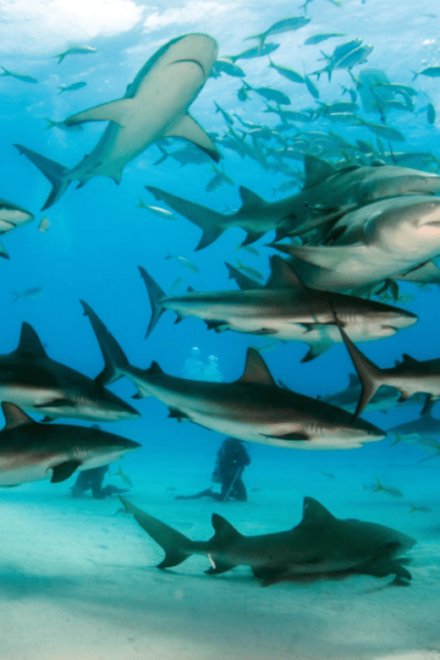 Title: La Paz: Scuba Diving - La Reynita Dive Site - Marine Life and Experience