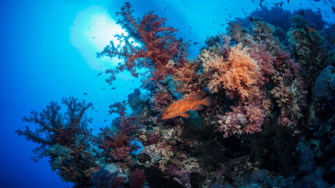 Title: La Paz: Scuba Diving - La Reynita Dive Site - Adventure Highlights