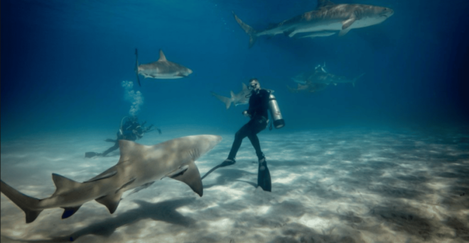 Title: La Paz: Scuba Diving - La Reynita Dive Site - Navigating Underwater Currents