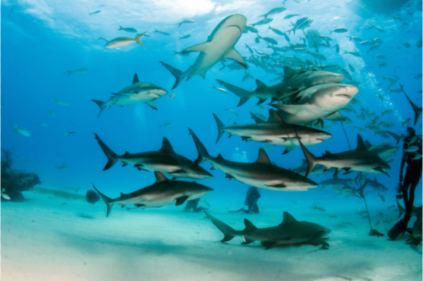 Title: La Paz: Scuba Diving - La Reynita Dive Site - Exploring La Reynitas Depths