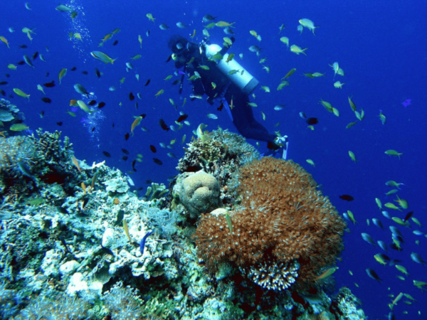 Title: La Paz: Scuba Diving - La Reynita Dive Site - Frequently Asked Questions